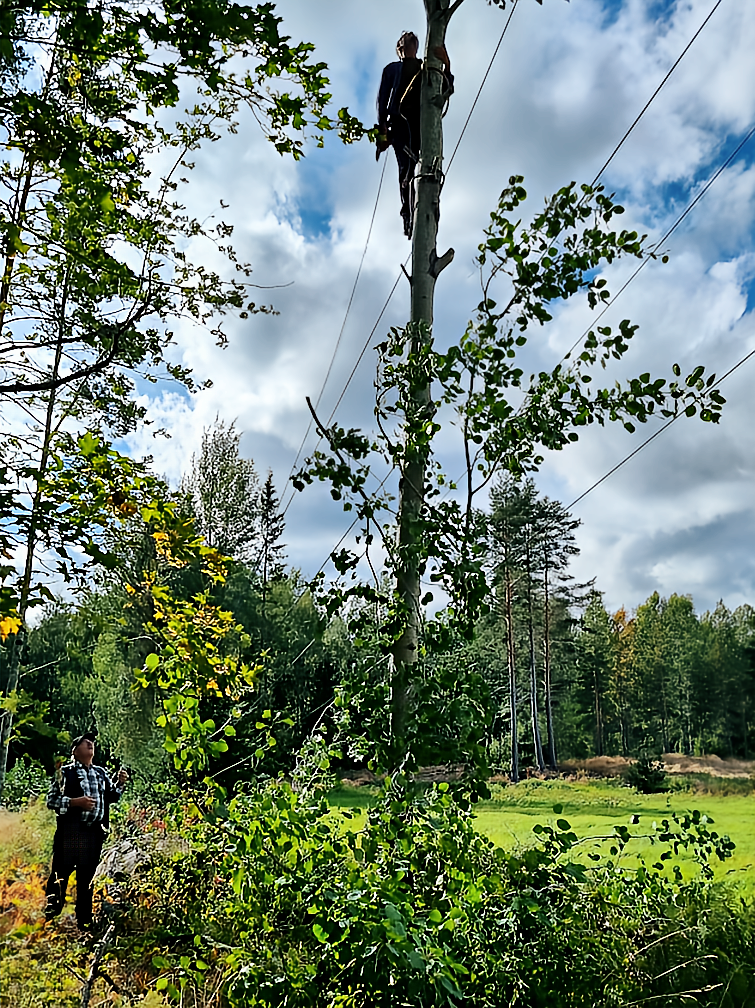 Idag har vi tagit ner ett träd som trasslat in sig i staglinorna till stora masten. På bilden SM4IOZ uppe i trädet, och SM4MOX som håller i hisslinan.